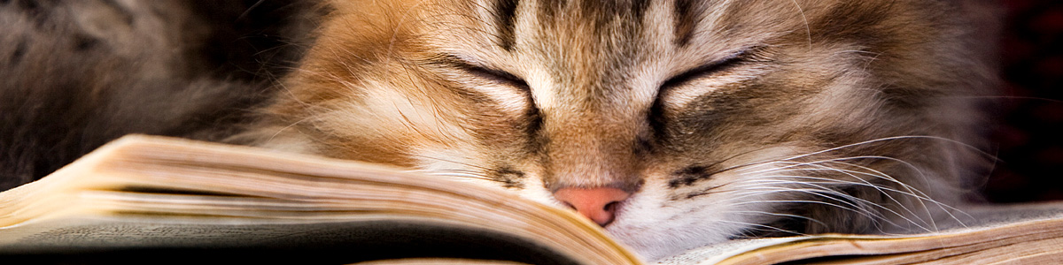 cat-book-1200x300 cat-book-1200x300