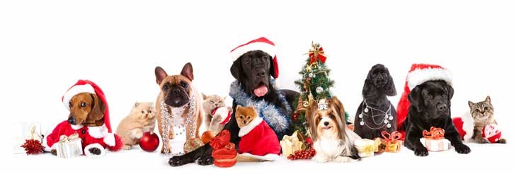 Christmas Cats and Dogs Christmas Cats and Dogs