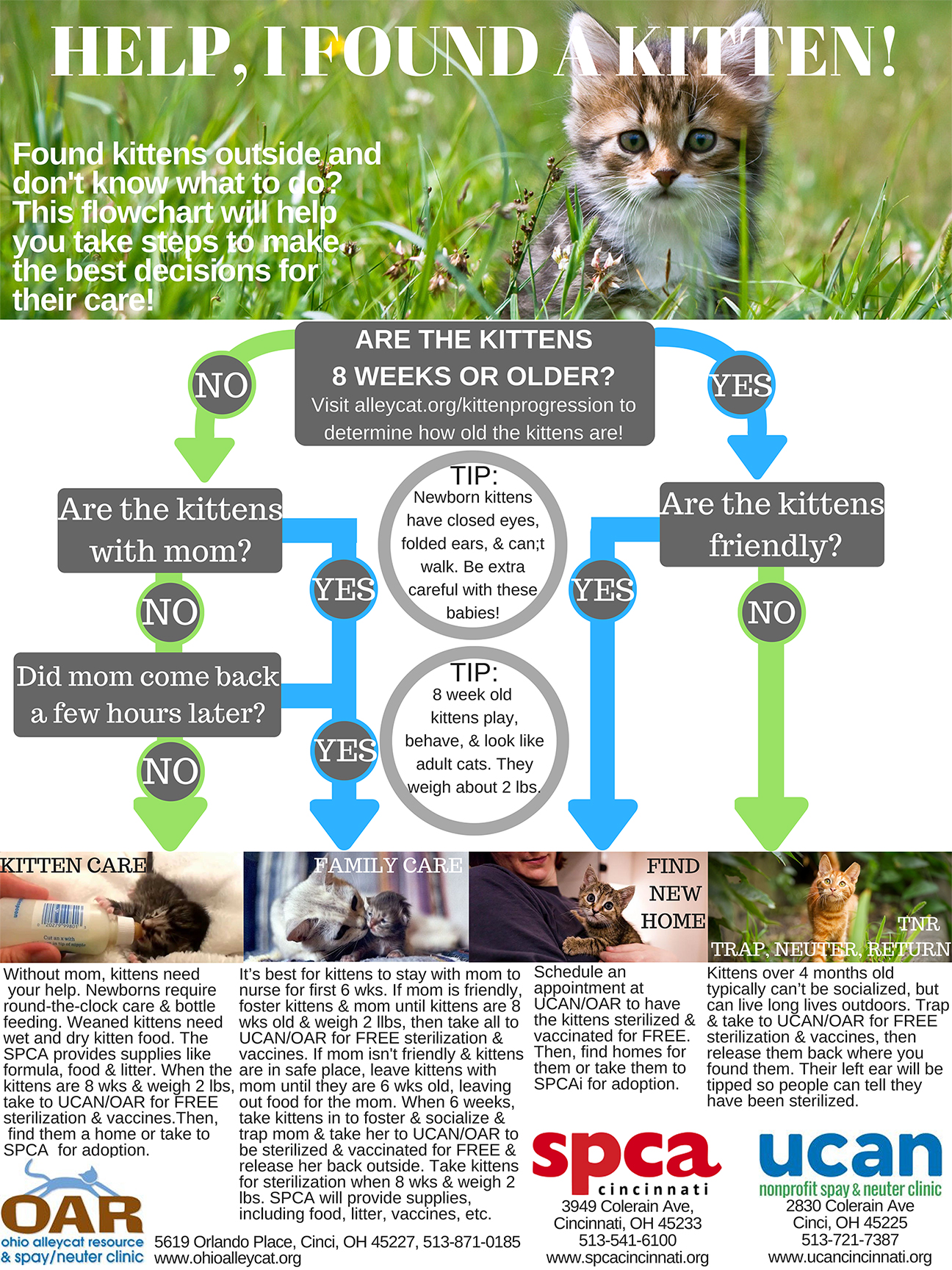 found-kitten-flowchart found-kitten-flowchart