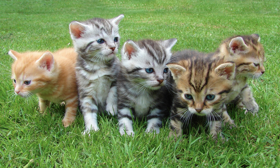 getting fixed hamilton county cats get fixed for free ucan getting fixed hamilton county cats get fixed for free ucan